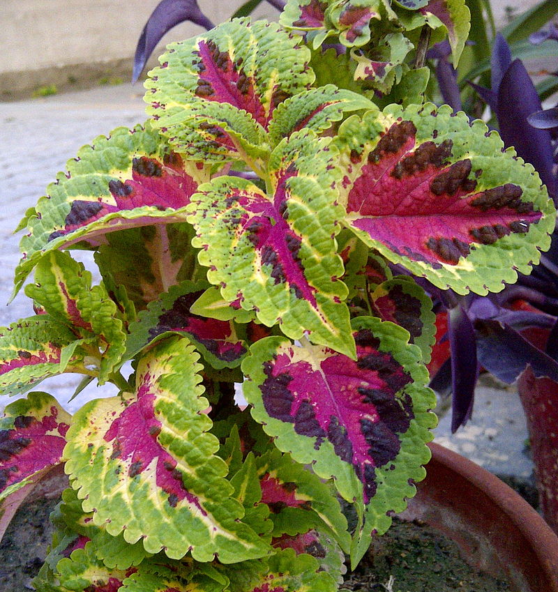 五色草-Coleus blumei – Painted Nettle