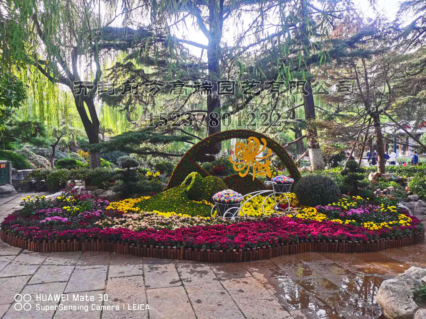 趵突泉菊展花坛布展